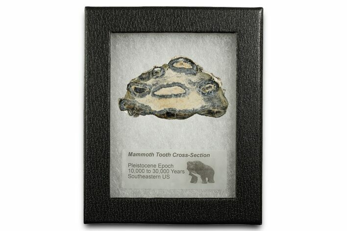 Mammoth Molar Slice With Case - South Carolina #350000
